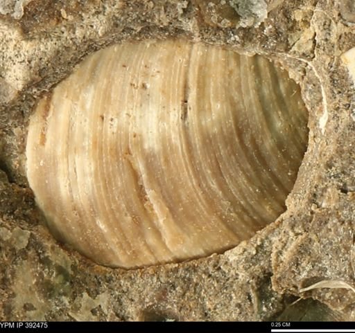 undet. Mollusca