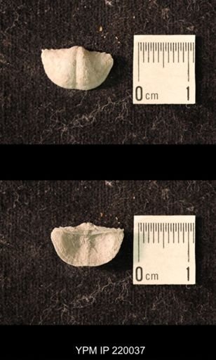 Chonetina flemingi alata