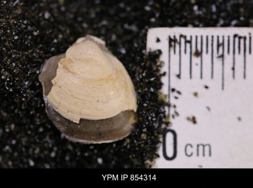 Limopsis striatopunctatus