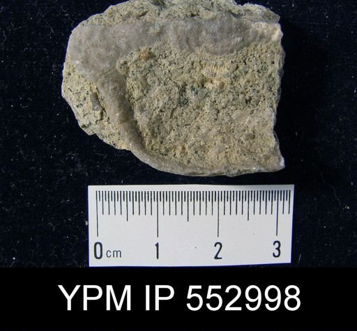 Leptaena sp.