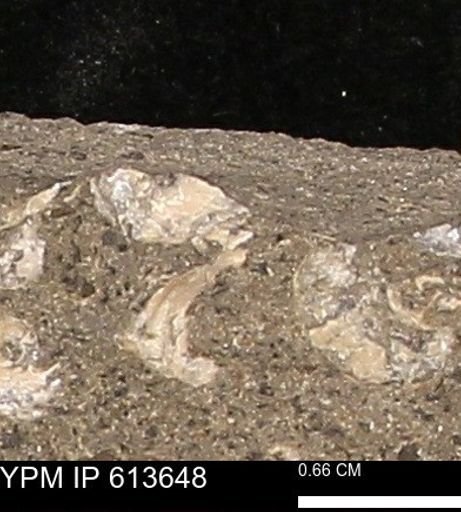 Scaphites sp.