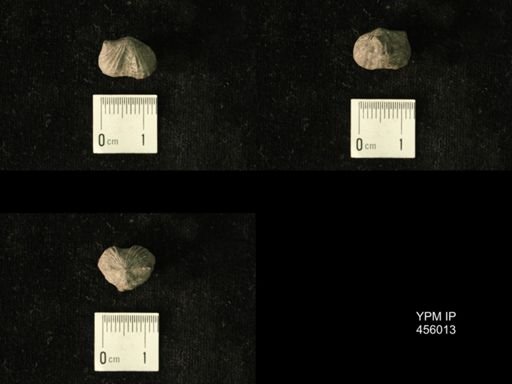 Platystrophia amoena