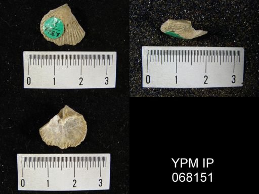 Hebertella tissiplica