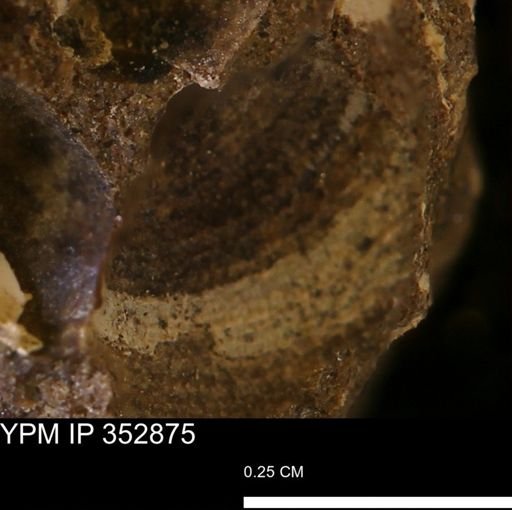 undet. Mollusca