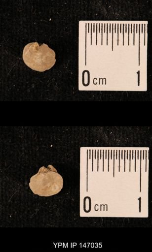 Ambocoelia planoconvexa