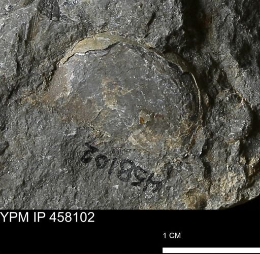 Pholidostrophia iowaensis