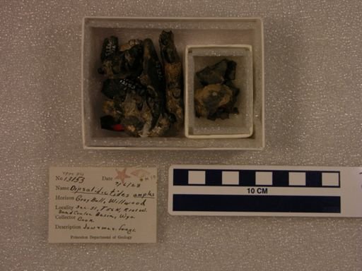 Dipsalidictis amplus