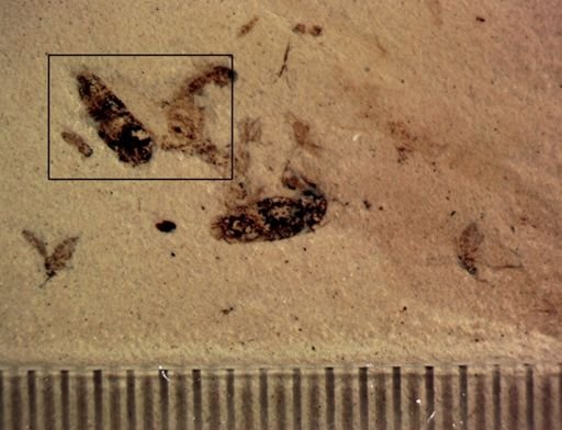 undet. Auchenorrhyncha