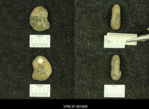 Scaphites whitfieldi