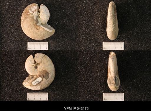 Hoploscaphites nicolletii