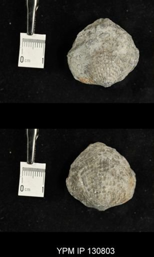 Spinatrypa spinosa