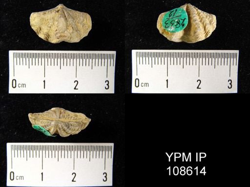 Delthyris perlamellosa