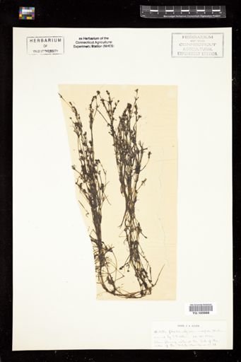 Nitella flexilis