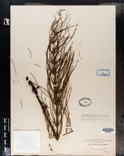 Equisetum palustre