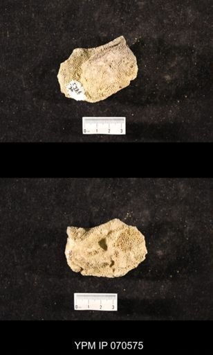 Favosites louisvillensis