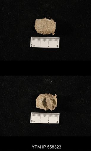 Hystriculina sp.