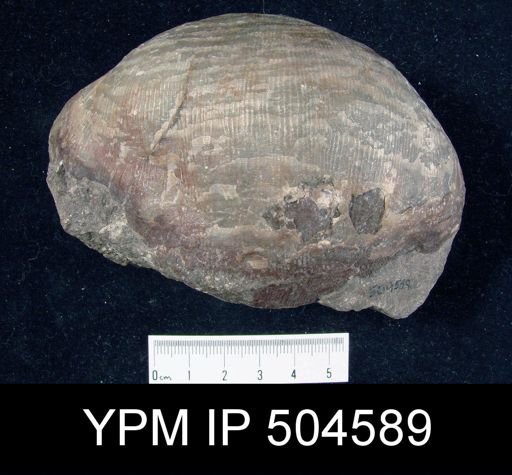 Gigantoproductus giganteus