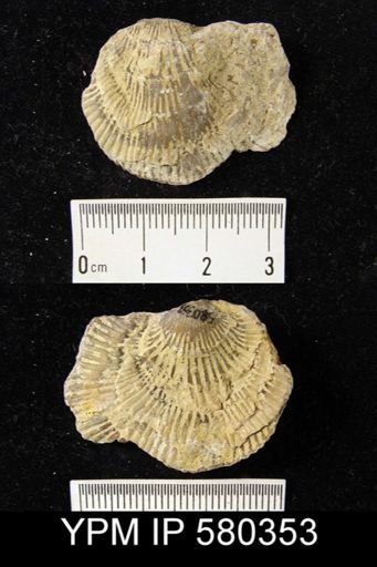 Desquamatia sp.