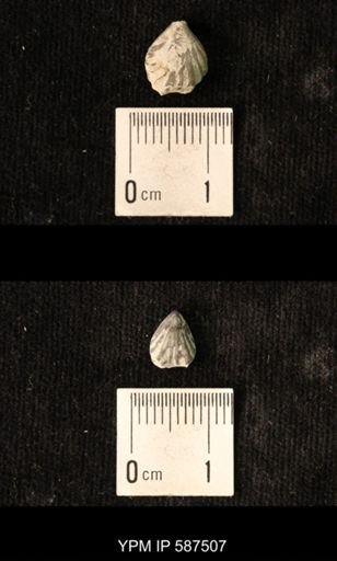 Camarotoechia whitei
