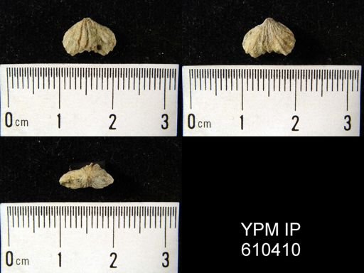 Camarotoechia sp.