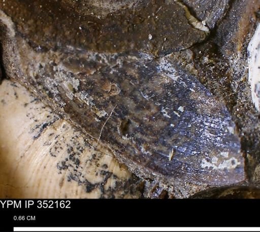 undet. Bivalvia