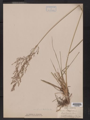 Deschampsia caespitosa