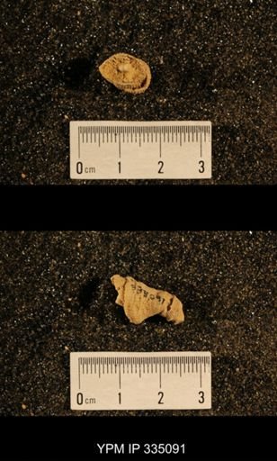 Lophophyllum profundum