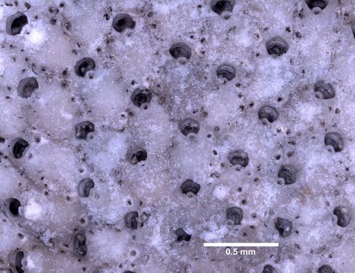 Porella concinna
