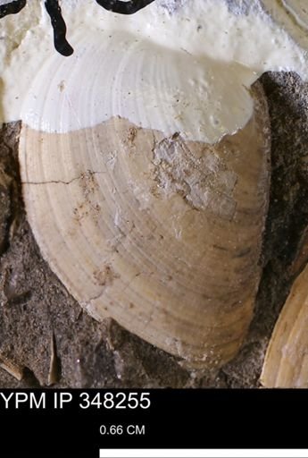 Limopsis striatopunctatus