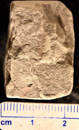 Gleichenia gracilis