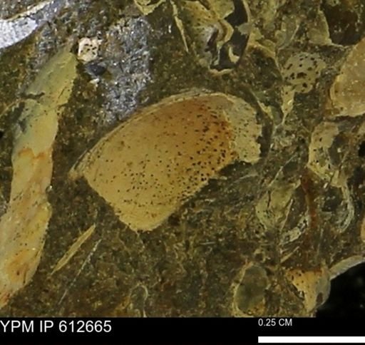 undet. Bivalvia