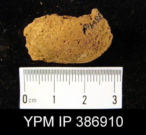 Meristella sp.