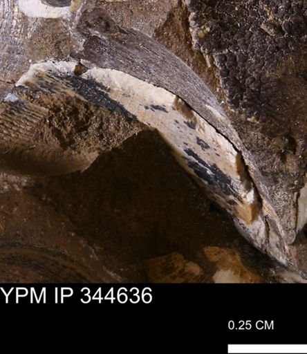 undet. Mollusca