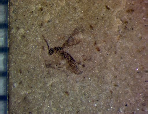 undet. Diptera