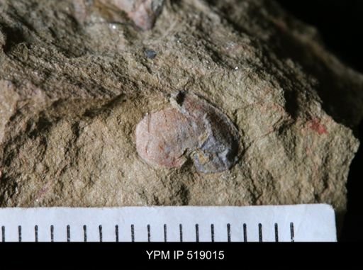 undet. Gastropoda