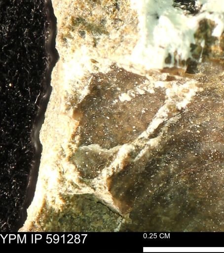Tenuipteria fibrosa