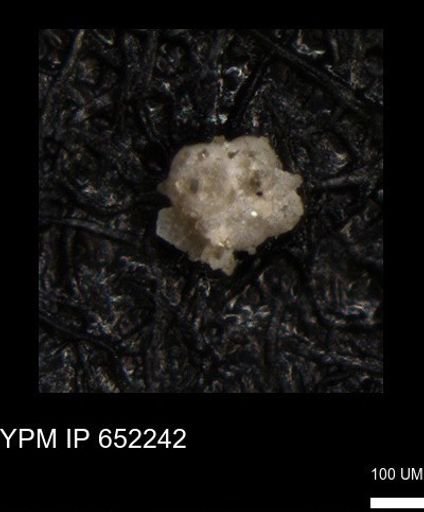 undet. Foraminiferida