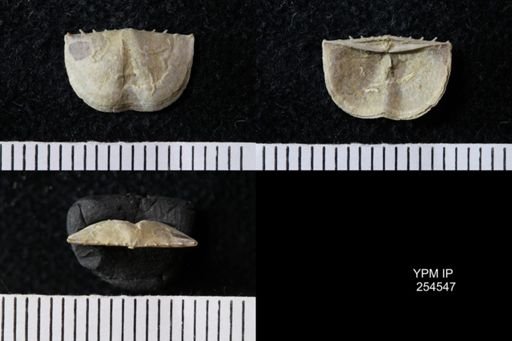 Chonetes sp.