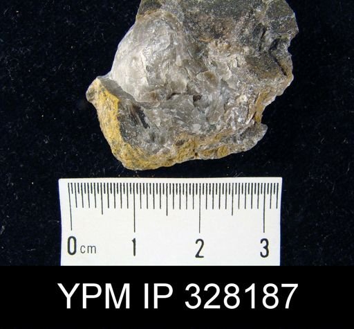 undet. Athyridida