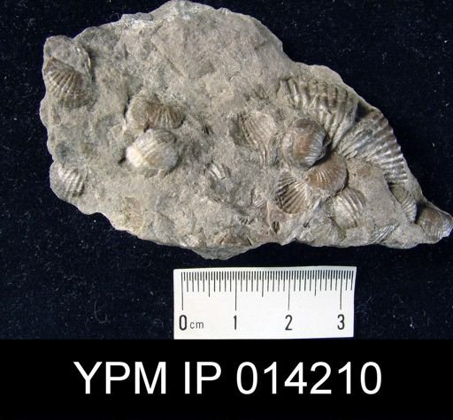 Chonetes emmetensis