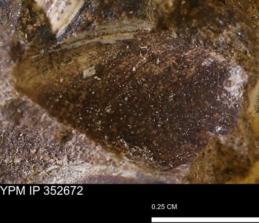 undet. Bivalvia