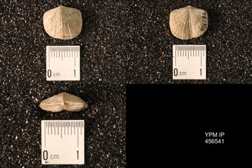 Dalmanella testudinaria