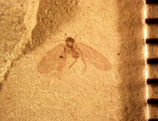 undet. Psocoptera