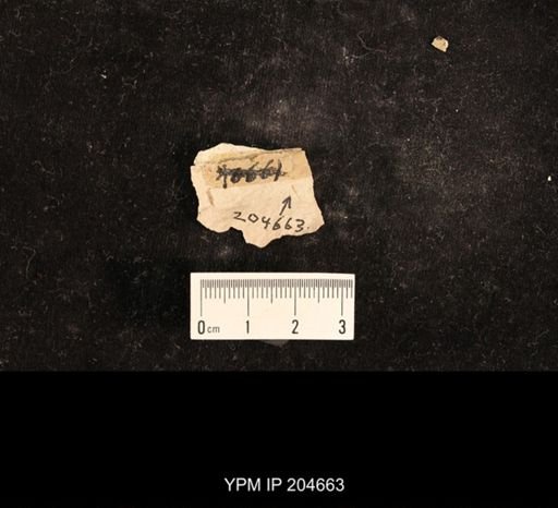 Lemmatophora typa