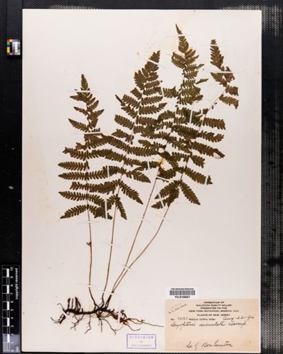 Dryopteris simulata
