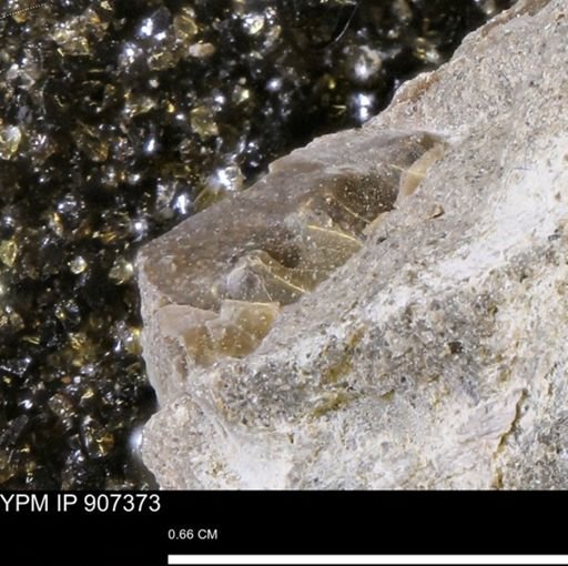 undet. Mollusca