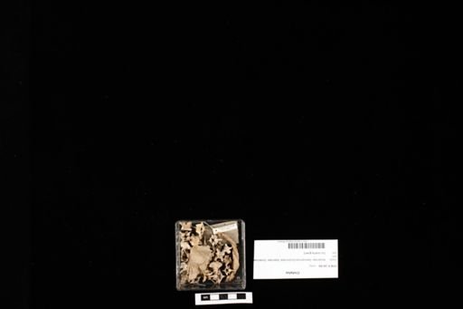 Crotalus
