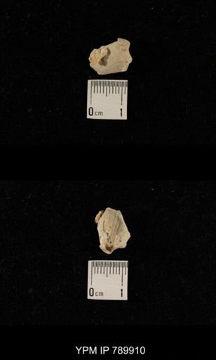 undet. Brachiopoda