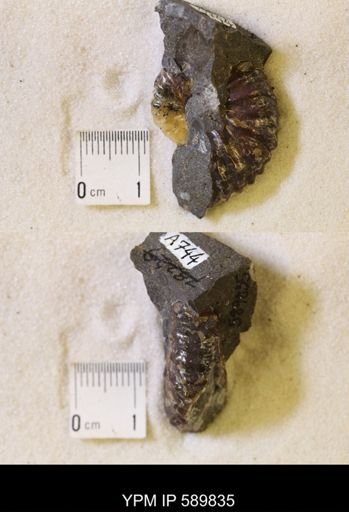 Jeletzkytes nebrascensis