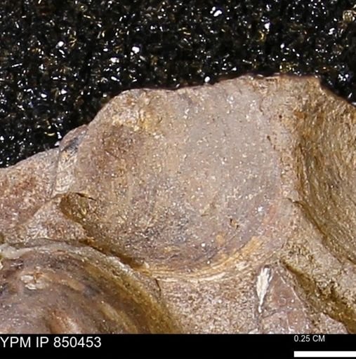 Limopsis striatopunctatus